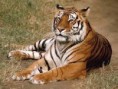 /album/fotogaleria/tigre-3-jpg1/